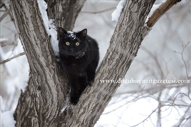 Ağaçta mahsur kalan kedi için itfaiye ekipleri seferber oldu