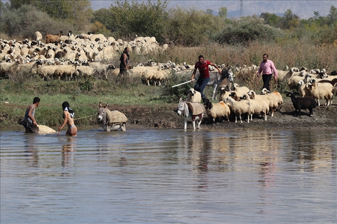 Koyunların köye dönüş yolculuğu