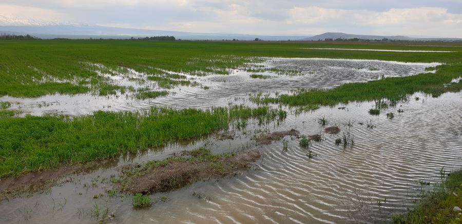Patnos’ta dolu ve sağanak tarım arazilerine zarar verdi
