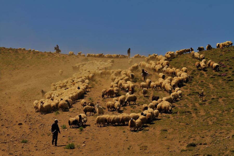 Koyun sürülerinin meralara 