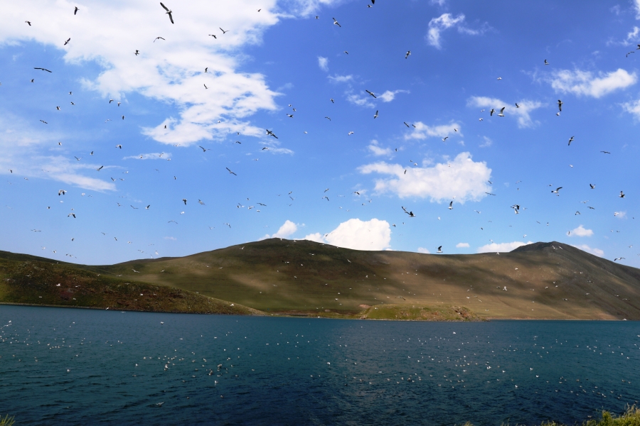 Göçmen kuşlar Balık Gölü