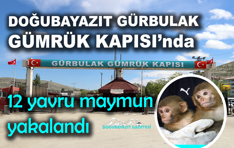 Yakalanan maymunlar Gaziantep