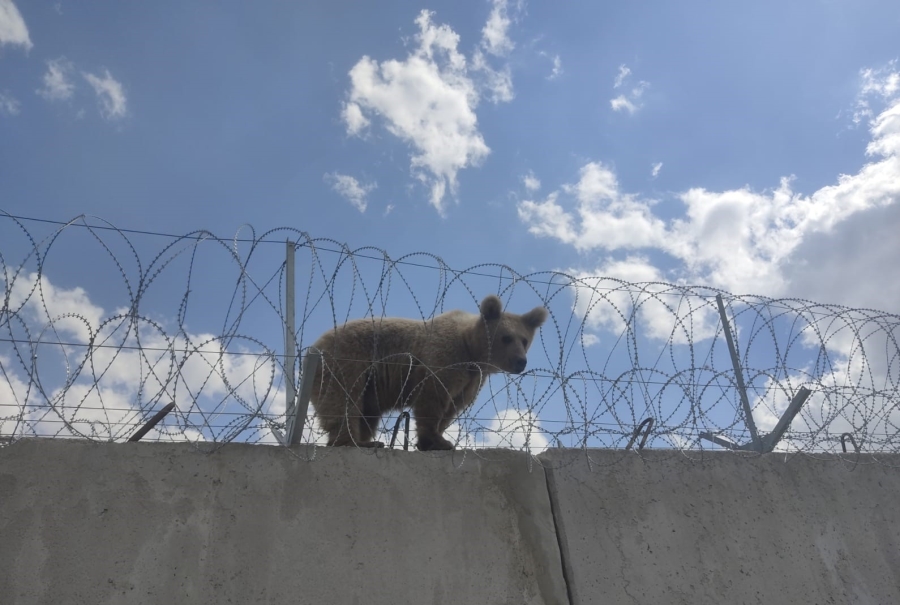Doğubayazıt’ın sınırındaki güvenlik duvarının üzerinde mahsur kalan yavru ayı kurtarıldı