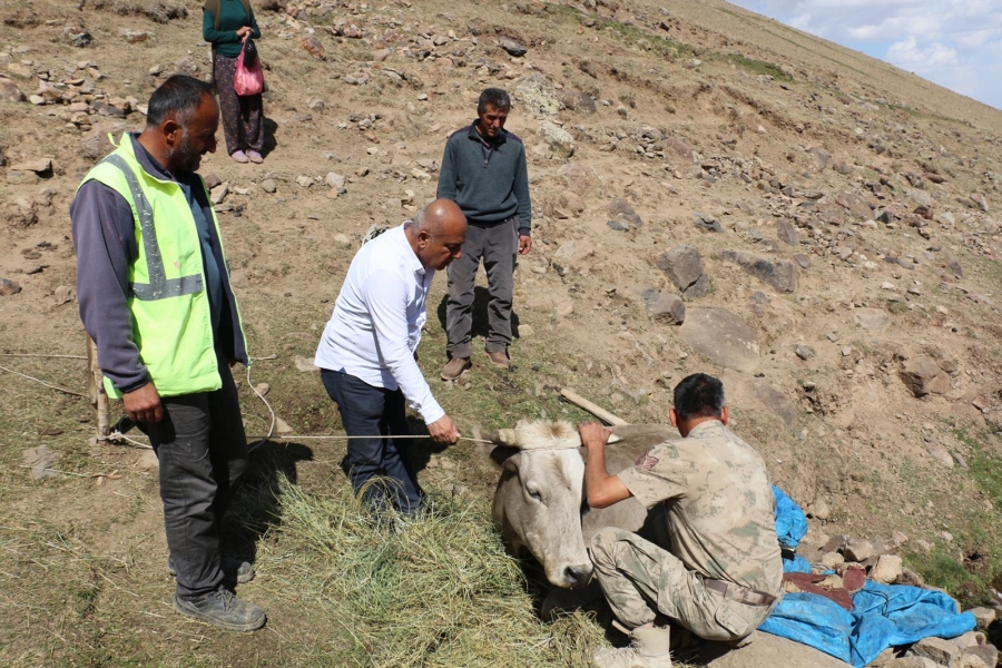 Diyadin’de dağlık alanda mahsur kalan yaralı ineğe ekipler kepçeyle yol açarak ulaştı