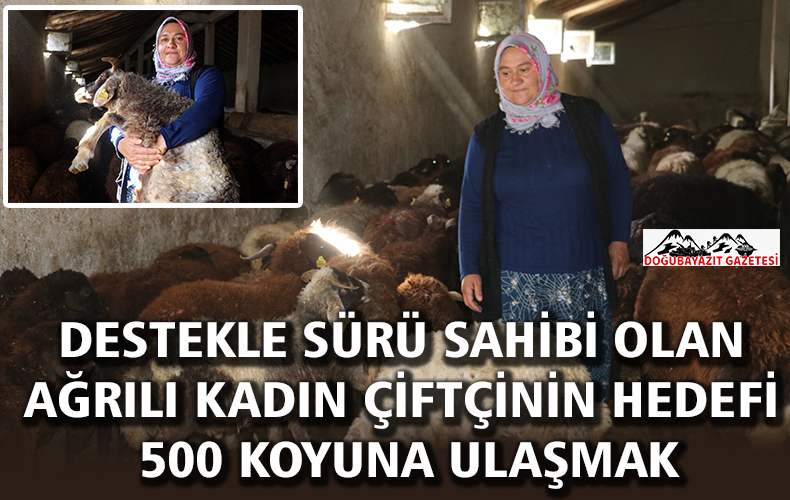  Tutak Dorukdibi köyünde yaşayan Zeynep Gülkırmızı, sürüsündeki koyun sayısını bir yılda 170