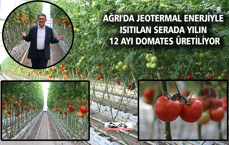 Soğuk kış günlerinde bile üretimin aksamadığı serada üretilen domates, yurt içine pazarlanıyor.