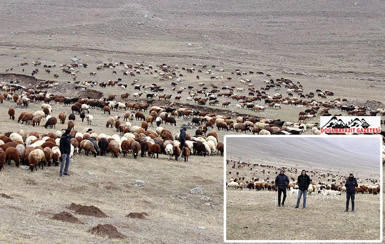 DOĞUBAYAZIT’IN SOĞUK DAĞLARINDA ÜÇ KARDEŞİN 3 BİN KOYUNLA ÇOBANLIK MÜCADELESİ