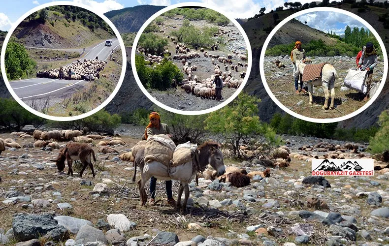 BESİCİLERİN YAYLALARA YOLCULUĞU BAŞLADI