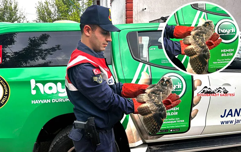 DOĞADA YARALI BULUNAN BAYKUŞ TEDAVİ ALTINA ALINDI