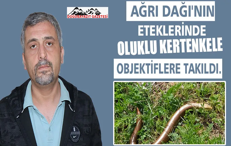 AĞRI DAĞI ETEKLERİNDE OLUKLU KERTENKELE GÖRÜLDÜ