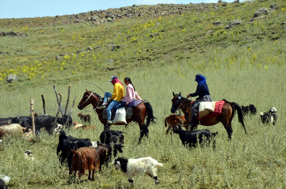 BERİVANLAR KÜÇÜKBAŞ HAYVANLARI SAĞMAK İÇİN HER GÜN ATLARLA YAYLAYA ÇIKIYOR