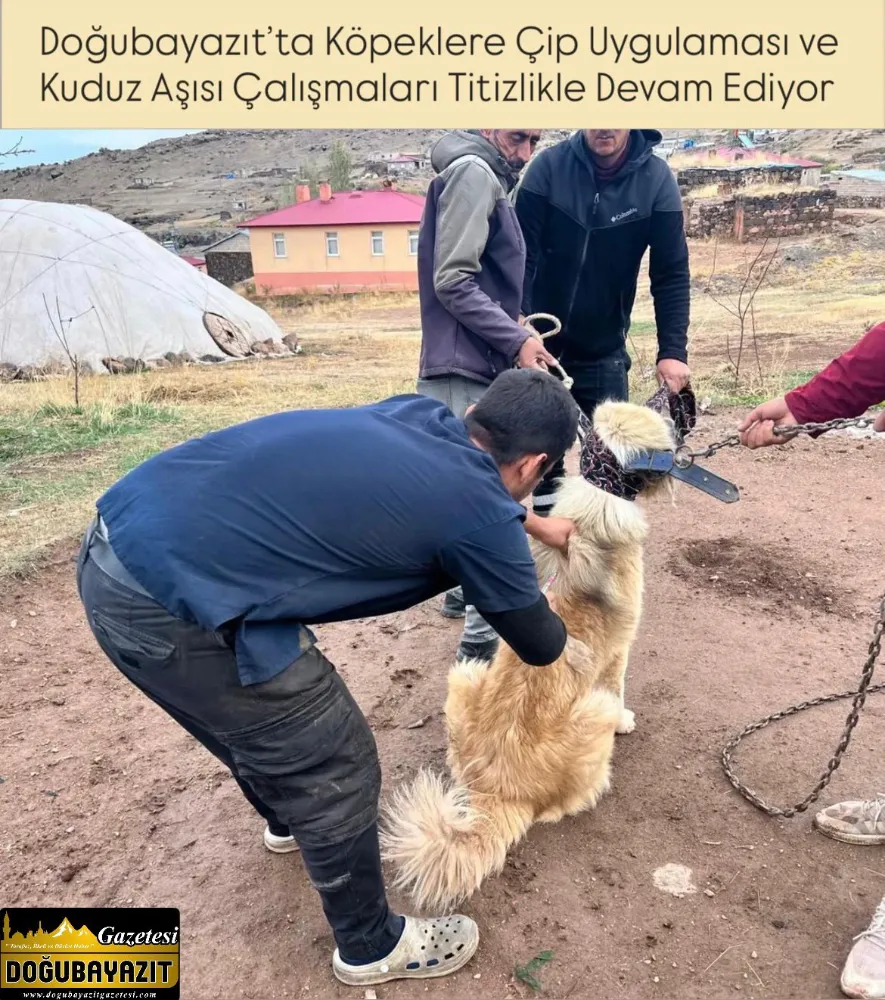 Doğubayazıt’ta Köpeklere Çip Uygulaması ve Kuduz Aşısı Çalışmaları Titizlikle Devam Ediyor