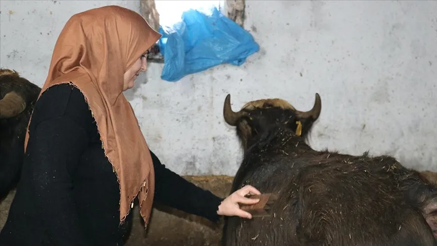 Gelin gittiği Ağrı