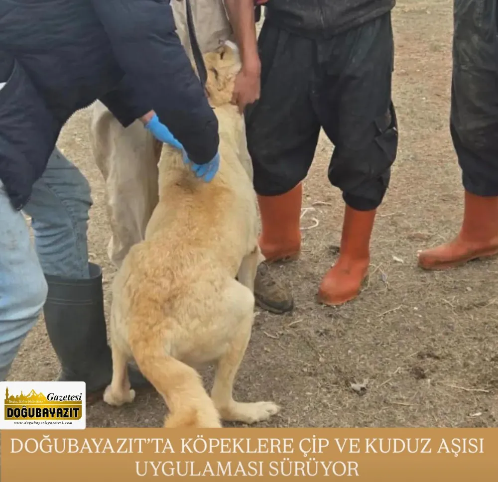DOĞUBAYAZIT’TA KÖPEKLERE ÇİP VE KUDUZ AŞISI UYGULAMASI SÜRÜYOR