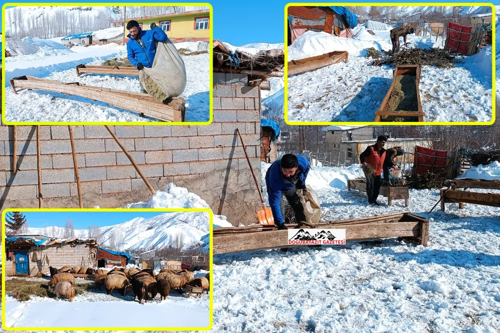 BESİCİLER HAYVANLARI İÇİN KIŞ KOŞULLARIYLA MÜCADELE EDİYOR