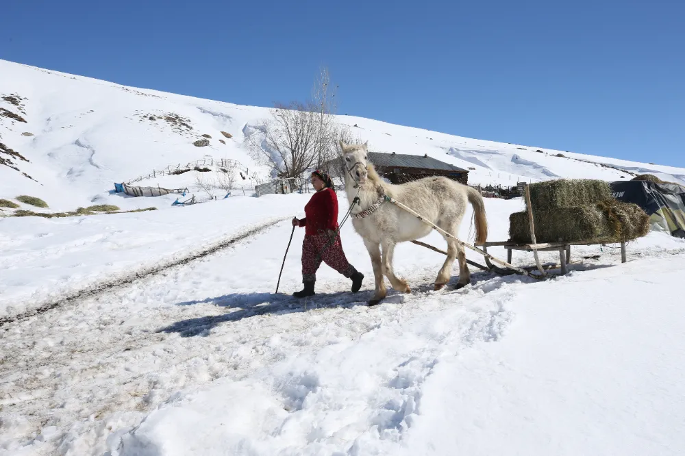  KIRSALDA BESİCİLİK YAPAN KADINLAR, HAYATIN ZORLUKLARINA GÖĞÜS GERİYOR