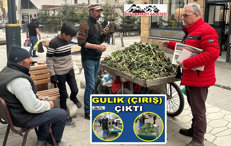KOMŞU DİYADİN İLÇESİNDE GULİK’İN 3 KİLOSU 100, DOĞUBAYAZIT’TA İSE KİLOSU 70 LİRADAN SATILIYOR