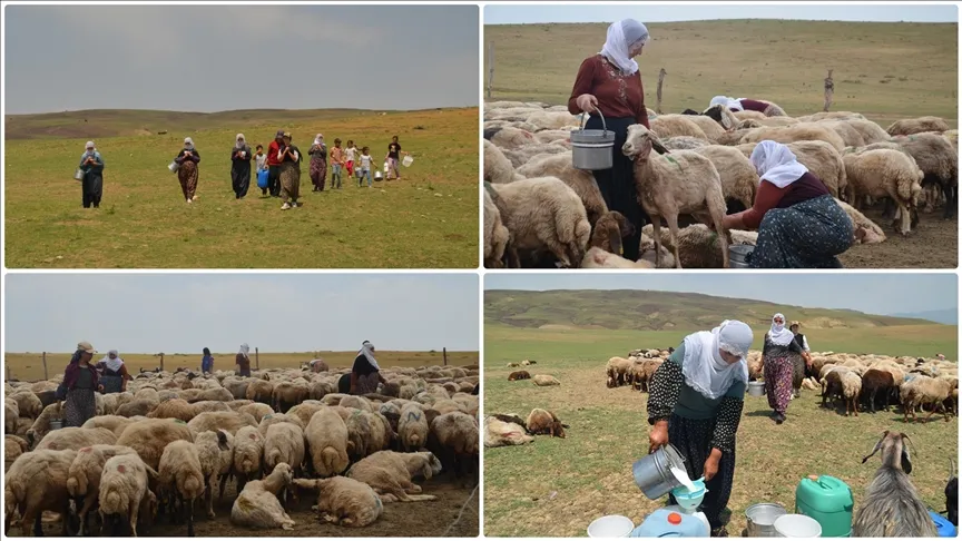 Muş