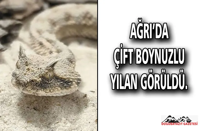 AĞRI’DA ÇİFT BOYNUZLU YILAN GÖRÜLDÜ.