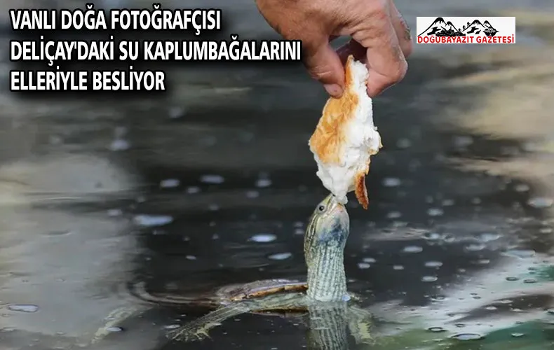 Vanlı doğa fotoğrafçısı Deliçay