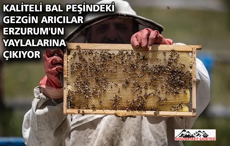 Kaliteli bal peşindeki gezgin arıcılar Erzurum