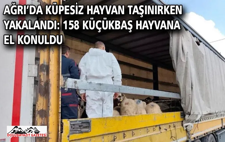 AĞRI’DA KÜPESİZ HAYVAN TAŞINIRKEN YAKALANDI: 158 KÜÇÜKBAŞ HAYVANA EL KONULDU