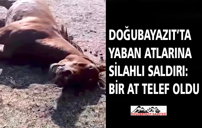 DOĞUBAYAZIT’TA YABAN ATLARINA SİLAHLI SALDIRI: BİR AT TELEF OLDU