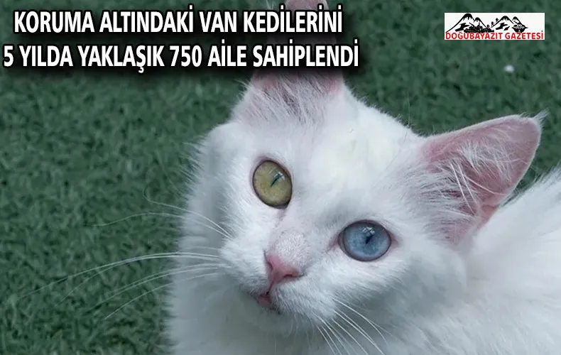 Koruma altındaki Van kedilerini 5 yılda yaklaşık 750 aile sahiplendi
