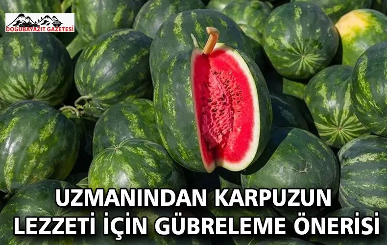 Uzmanından karpuzun lezzeti için gübreleme önerisi