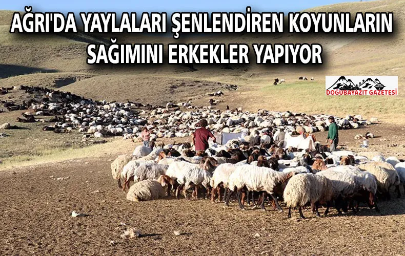 Ağrı