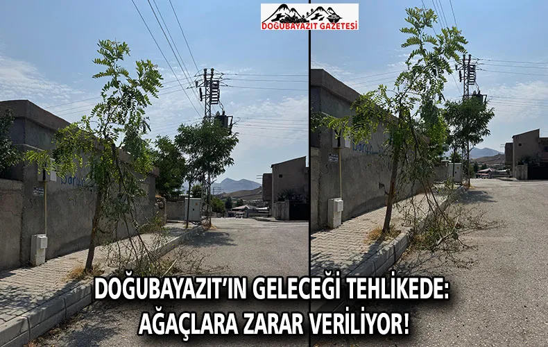 DOĞUBAYAZIT’IN GELECEĞİ TEHLİKEDE: AĞAÇLARA ZARAR VERİLİYOR!