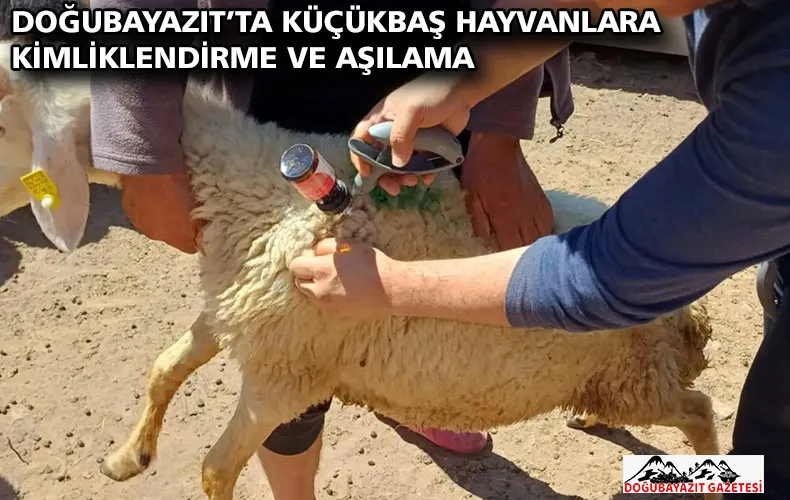 DOĞUBAYAZIT’TA KÜÇÜKBAŞ HAYVANLARA KİMLİKLENDİRME VE AŞILAMA