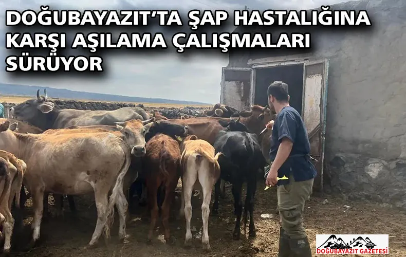 DOĞUBAYAZIT’TA ŞAP HASTALIĞINA KARŞI AŞILAMA ÇALIŞMALARI SÜRÜYOR
