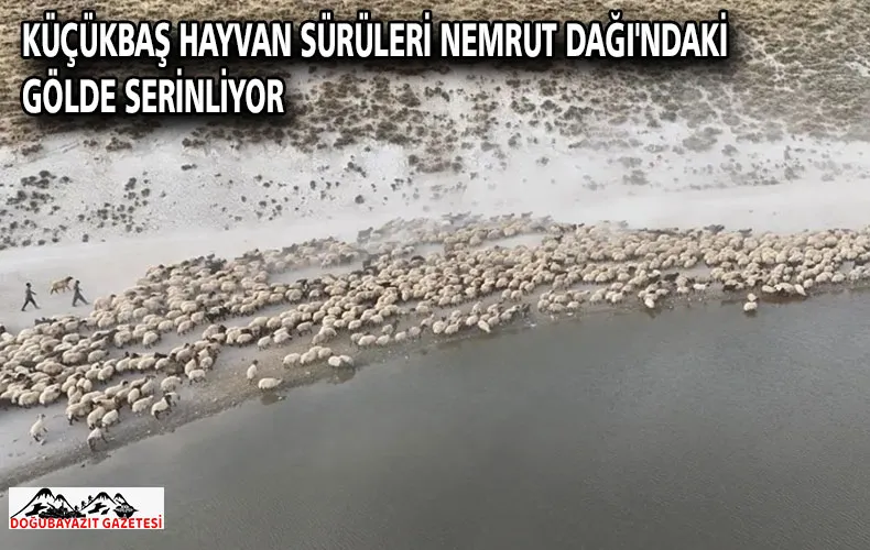Küçükbaş hayvan sürüleri Nemrut Dağı