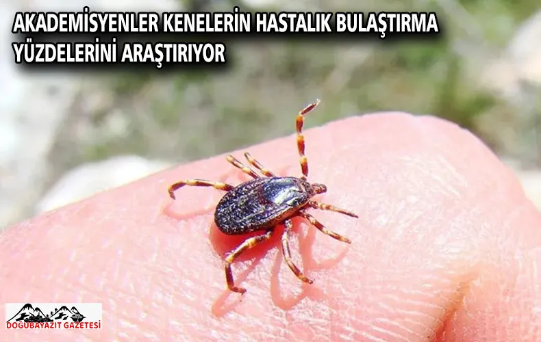 Akademisyenler kenelerin hastalık bulaştırma yüzdelerini araştırıyor