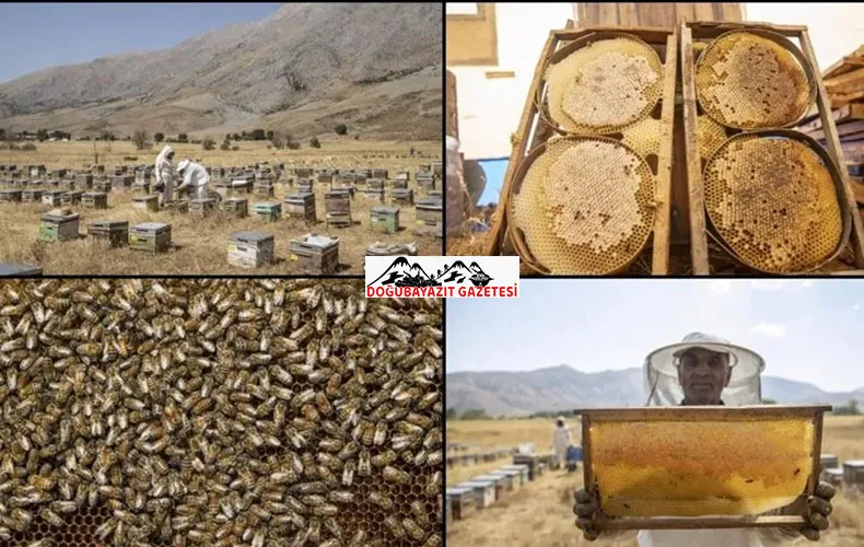 Zengin floraya sahip Munzur yaylalarında üretilen bal emekle hasat ediliyor