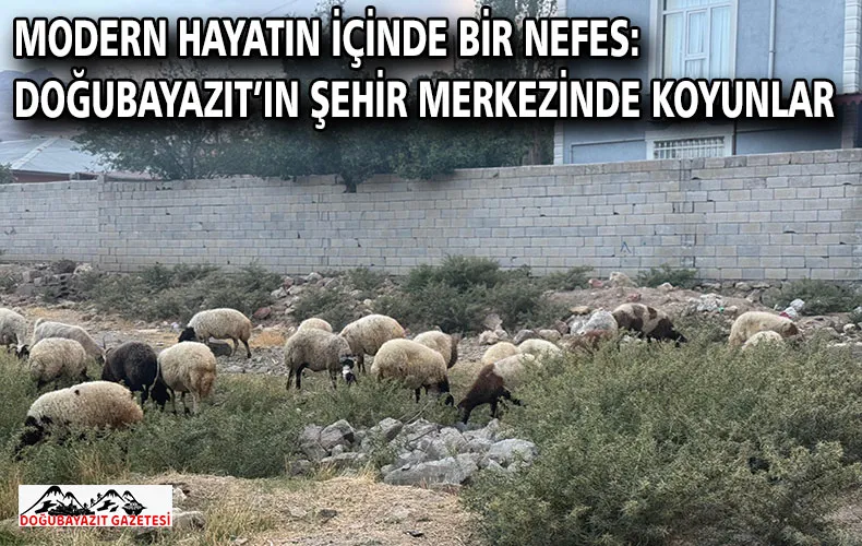MODERN HAYATIN İÇİNDE BİR NEFES: DOĞUBAYAZIT’IN ŞEHİR MERKEZİNDE KOYUNLAR