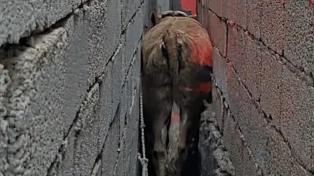 Doğubayazıt'ta İnek Oraya Sıkışıp Kaldı!